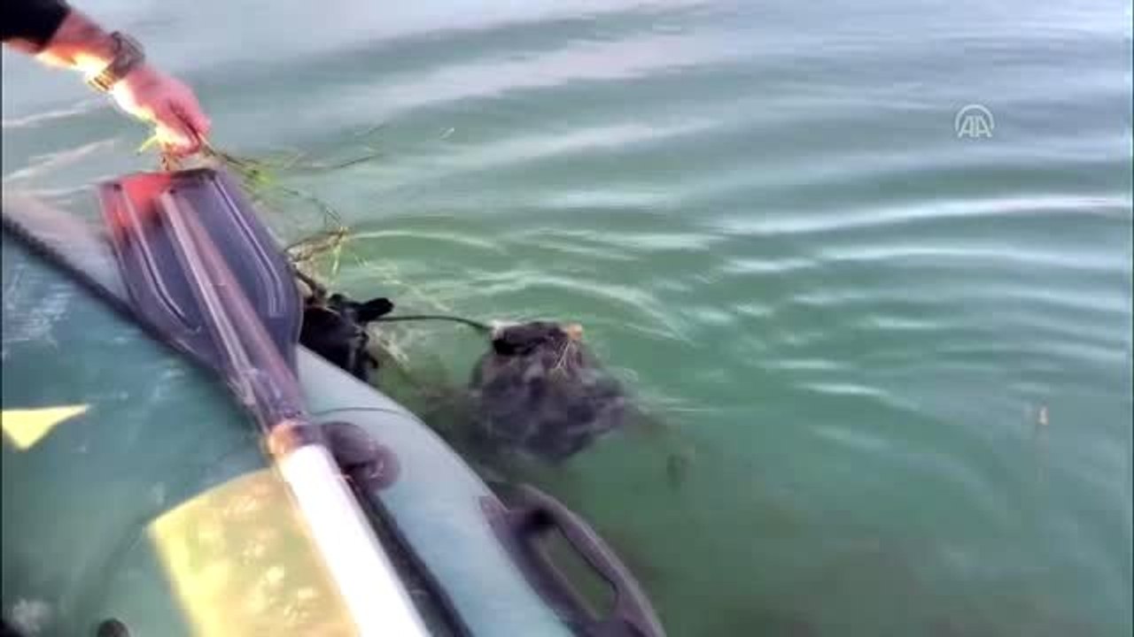 Sapanca Gölü'nde "hayalet ağ" nedeniyle ördek ve balıkların telef olmasına inceleme