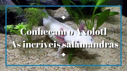 Conheçam o Axolotl: As incríveis SALAMANDRAS 