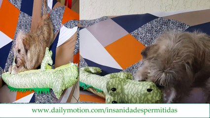 Janka e seu presente de aniversário - Jan 2020