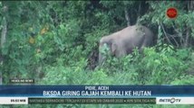 Konflik Manusia dan Gajah di Aceh Semakin Mengkhawatirkan