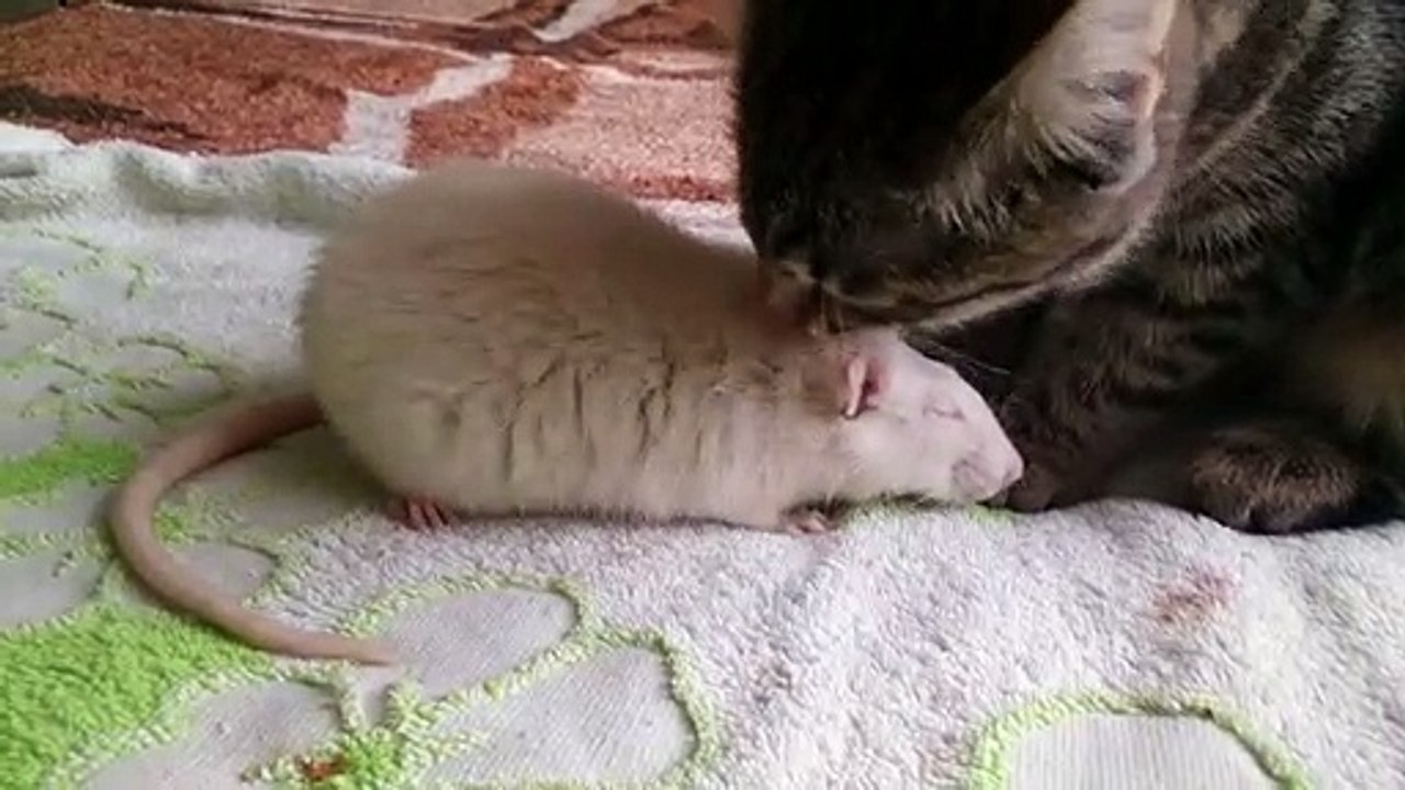 Cat Cleans Friendly Rat