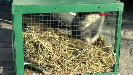 Ahıra giren maymun, koruma altına alındı