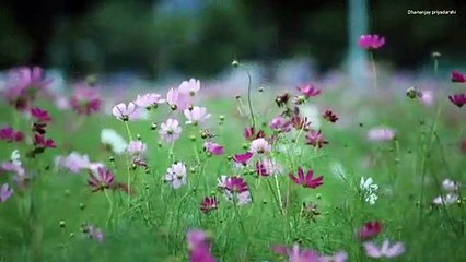 Relationship | Krishnavaani | Radhakrishn| Dhananjay priyadarshi