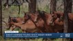 Eight horses found shot near Heber