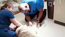 Canine Rehabilitation in Escondido & San Diego | Companion Animal Health & Rehabilitation Center