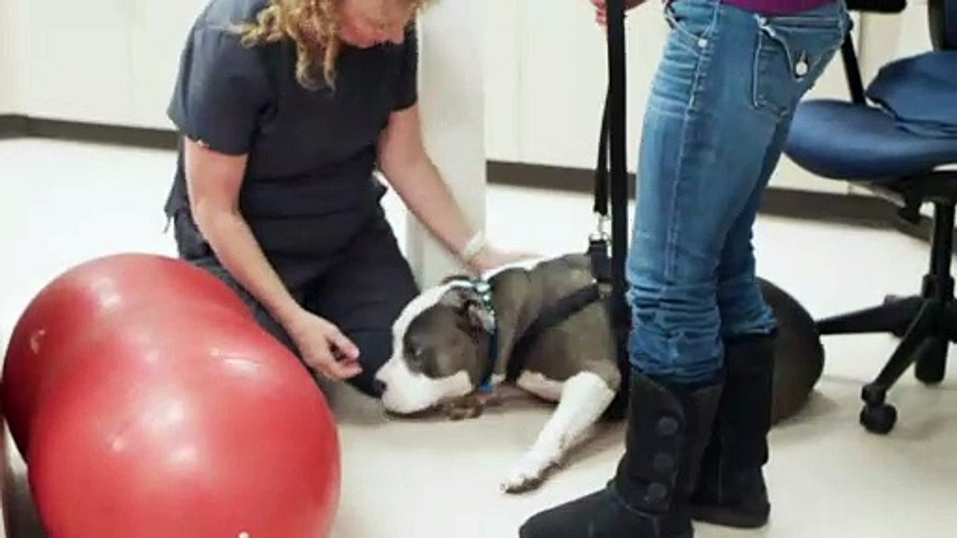⁣Herbal Veterinary Medicine in Escondido | Companion Animal Health & Rehabilitation Center