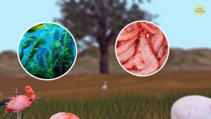 31 Fakta Menarik yang Paling Dicari di Google