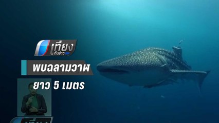 นักดำน้ำพบฉลามวาฬยาว 5 เมตร ชี้ทะเลสมบูรณ์ขึ้น | เที่ยงทันข่าว