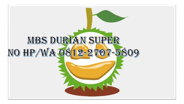GROSIR, WA 0812-2707-5809, Bibit Durian Bangkok Sulawesi Selatan