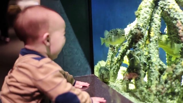 Funniest Baby and Baby Animals Fails - Fun and Fails Baby Video