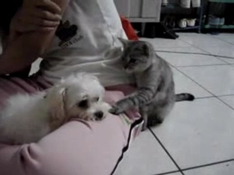 Chat-joue-avec-chien