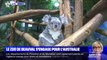 Le zoo de Beauval s'engage pour aider les koalas blessés lors des incendies en Australie