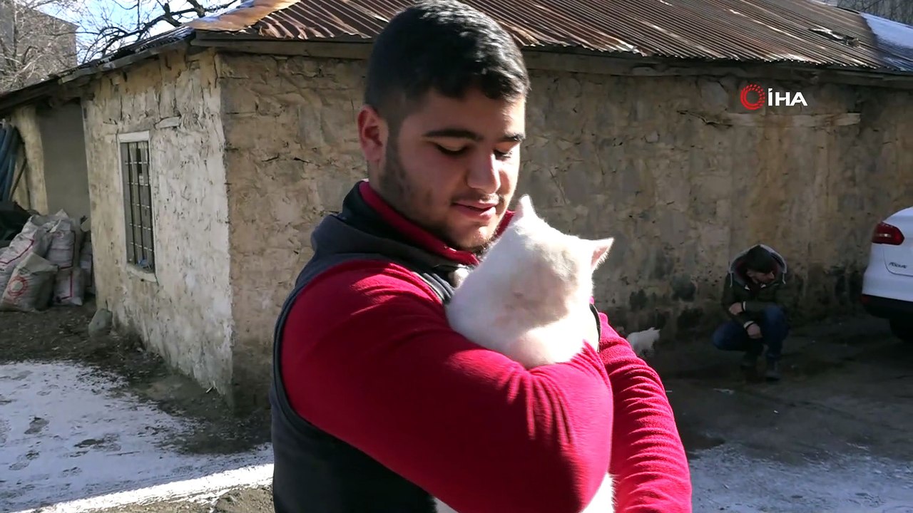 Anneleri telef olan 4 yavru Van kedisini şefkatle büyütüyor