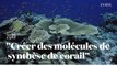 Une idée pour sauver les océans : créer des molécules de synthèse provenant des coraux, par Rachid Benchaouir
