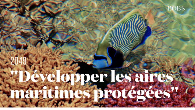 Une idée pour sauver les océans : Développer les aires maritimes protégées par Laurent Ballesta