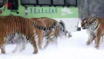 Siberian Tigers Enjoy A Chinese Winter While Looking Love!