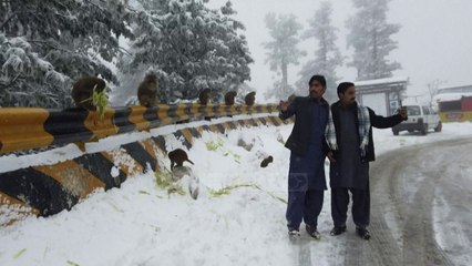 Moti i keq në Pakistan, orteqet shkaktojnë 71 viktima