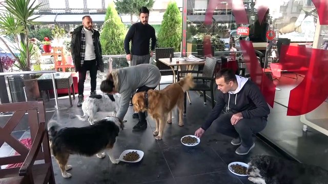 Samsunlu kuaför çiftin sokak hayvanı sevgisi