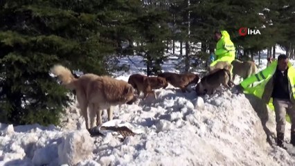 Yaban hayvanları için doğaya yem bırakıldı