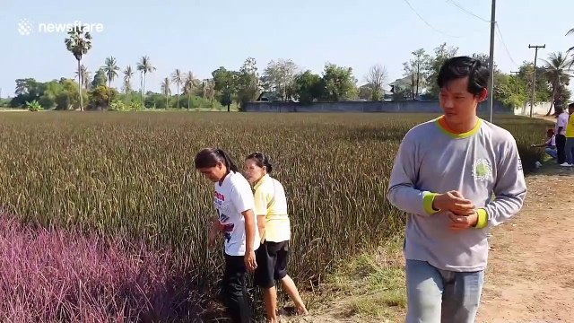 Thai farmer successfully grows field of pink rice plants