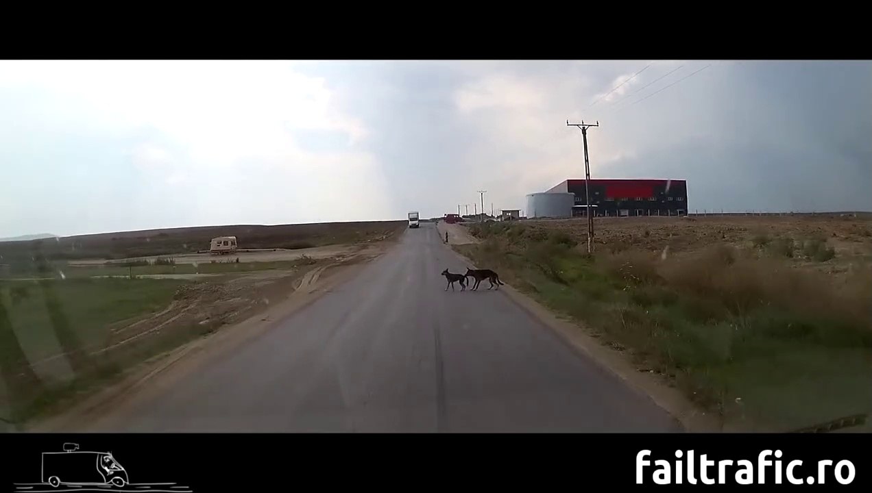 Une maman chien tire son petit par la queue et le sauve de justesse