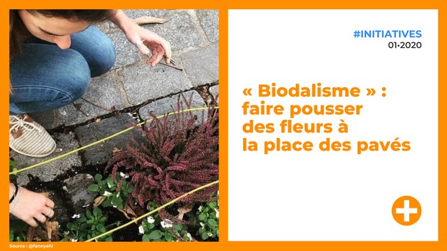 « Biodalisme » : faire pousser des fleurs à la place des pavés