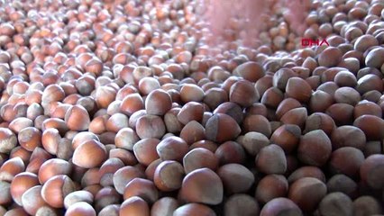 Ordu fındık fiyatı yükselişi umutlandırıyor