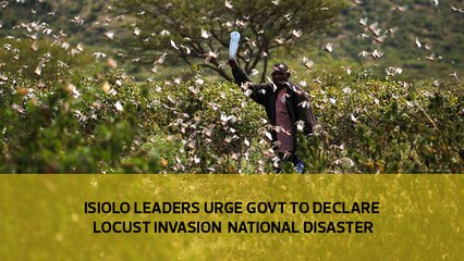 Isiolo leaders urge government to declare locust invasion national disaster
