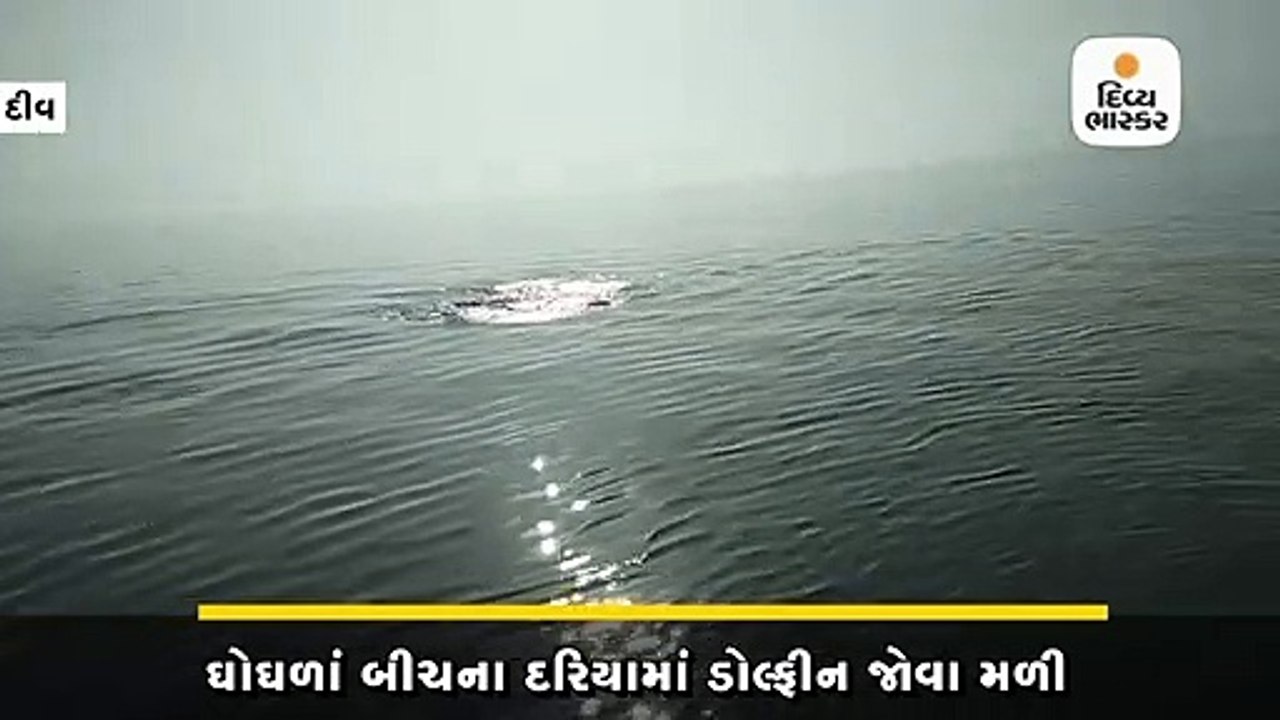 દીવના દરિયામાં ડોલ્ફિનનું ઝુંડ આકર્ષણનું કેન્દ્...
