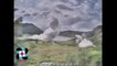 Les vidéos incroyables du volcan Taal aux Philippines, qui recrache de la cendre et de la foudre