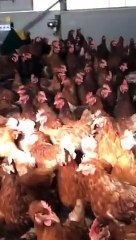 Salvini- Alice e le sue simpaticissime galline mi hanno fatto un regalo. (13.01.)