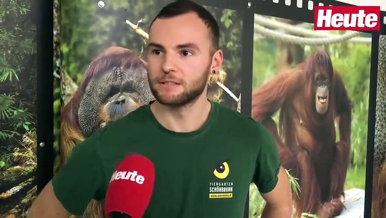 Weltberühmte Orang-Utan-Dame kann noch viel mehr