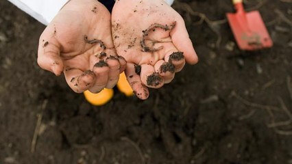 Scoperto l’elisir di lunga vita nei vermi: vivremo fino a 500 anni