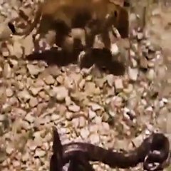lion versus snakes how can win.