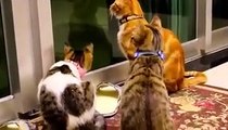 Funny Cats and Kittens Meowing Compilation 2020 - Cats & Kittens Videos Compilation