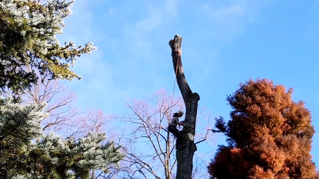 Parc Micaud et promenade Chamars, sept arbres sont abattus à Besançon