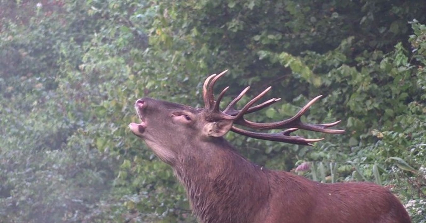 Black, le célèbre cerf de la forêt de Laigue dans l'Oise, abattu par des chasseurs