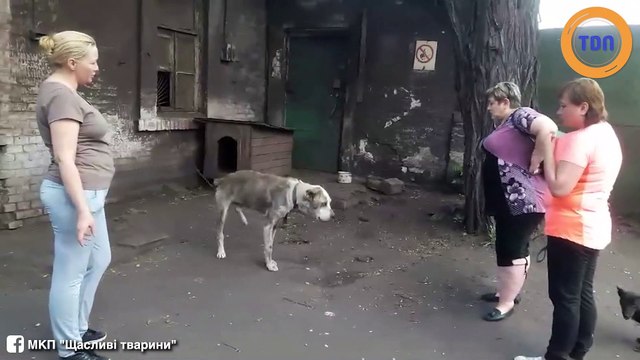 Ces retrouvailles entre ce chien et sa maîtresse vont vous faire fondre