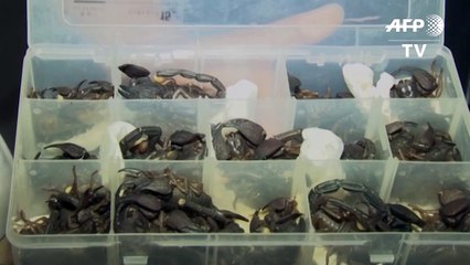 Mann mit 200 Skorpionen im Gepäck erwischt