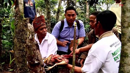 Sebelum Panen Kopi, Ini Ritual yang Dilakukan Warga Flores