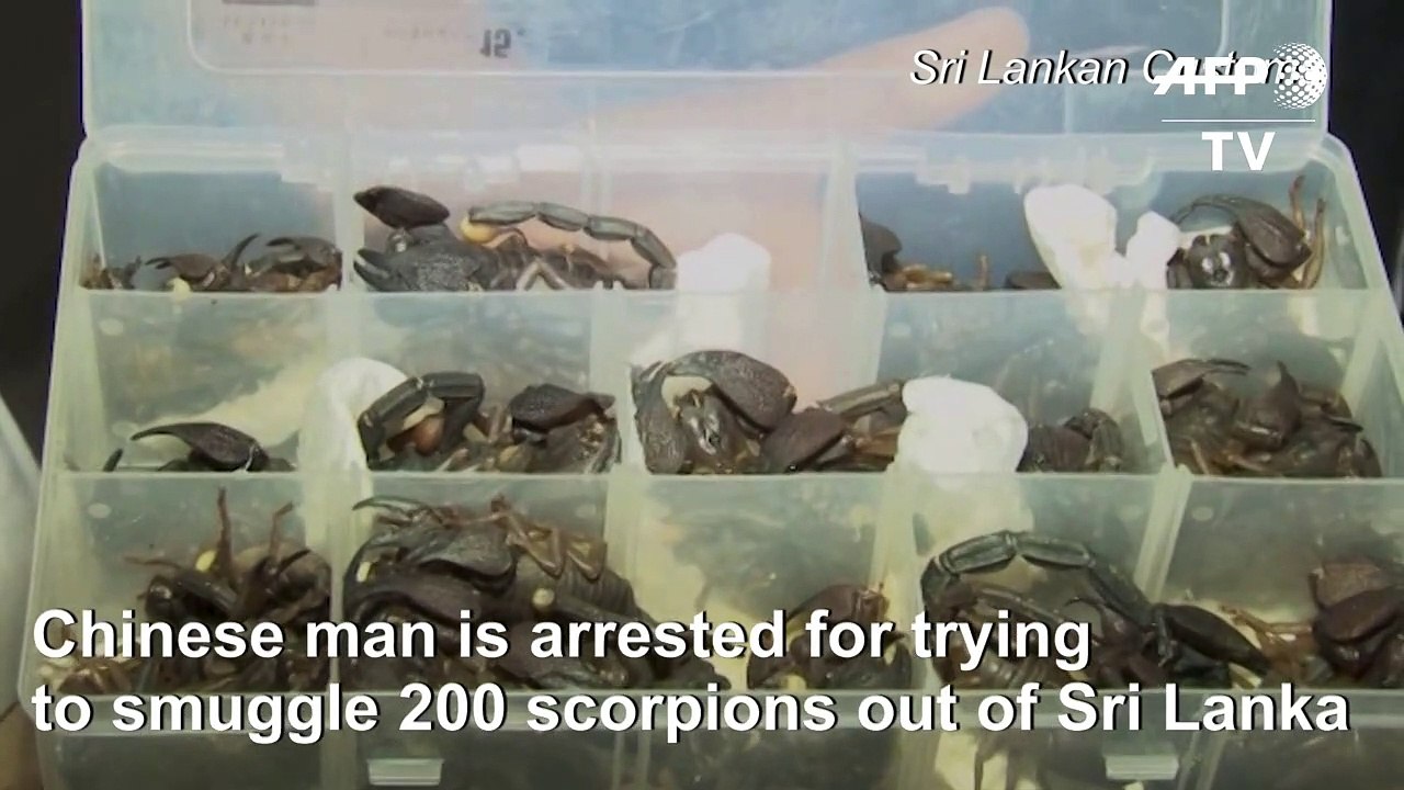China-bound scorpions seized in Sri Lankan airport sting