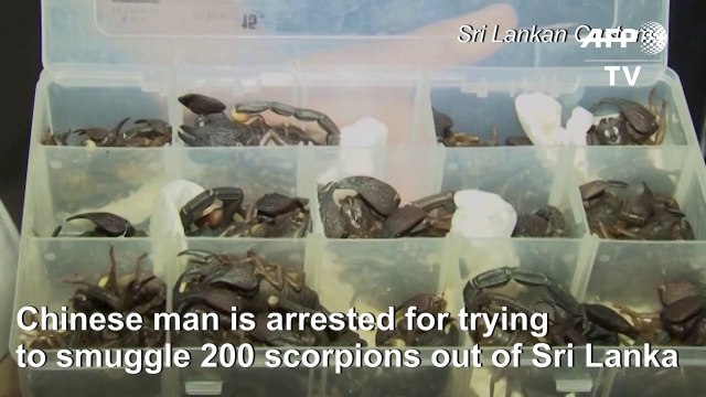 China-bound scorpions seized in Sri Lankan airport sting