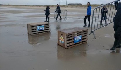 Deux phoques remis à la mer à Blankenberge