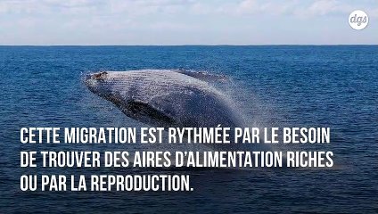 Les baleines se retrouveraient-elles échouées sur les plages à cause des tempêtes solaires ?