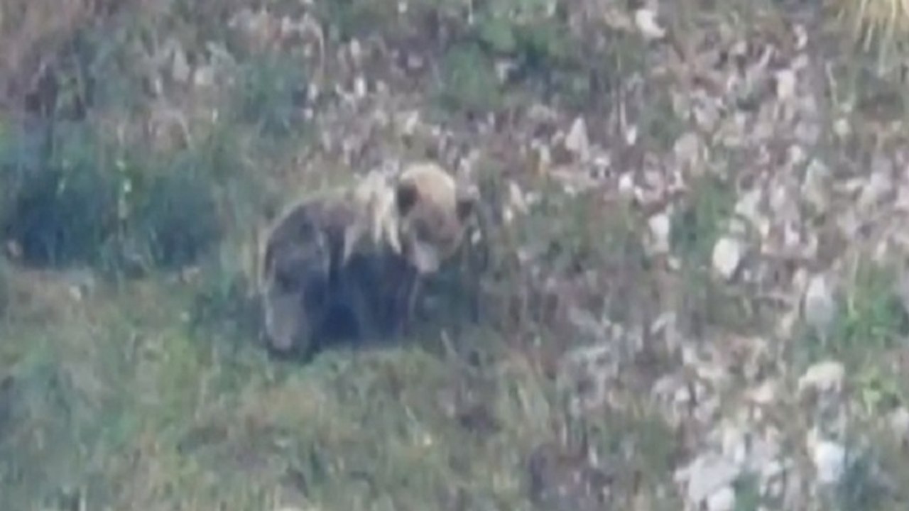 La osezna liberada en los Picos de Europa presenta "buen aspecto"