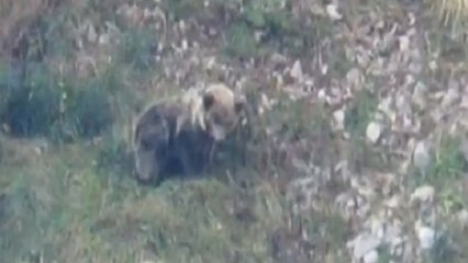 La osezna liberada en los Picos de Europa presenta "buen aspecto"