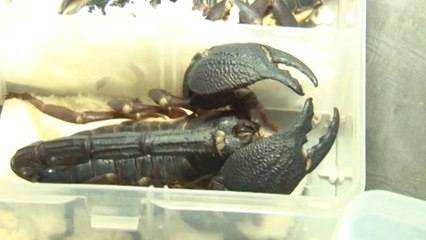 200 venomous scorpions in Chinese man’s luggage seized in Sri Lanka