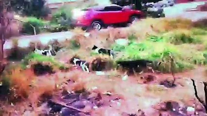 صاحب استجواب وزيرة الصحة يواجهها بفيديو انتشار الكلاب وتهالك أجهزة مستشفى بولاق الدكرور