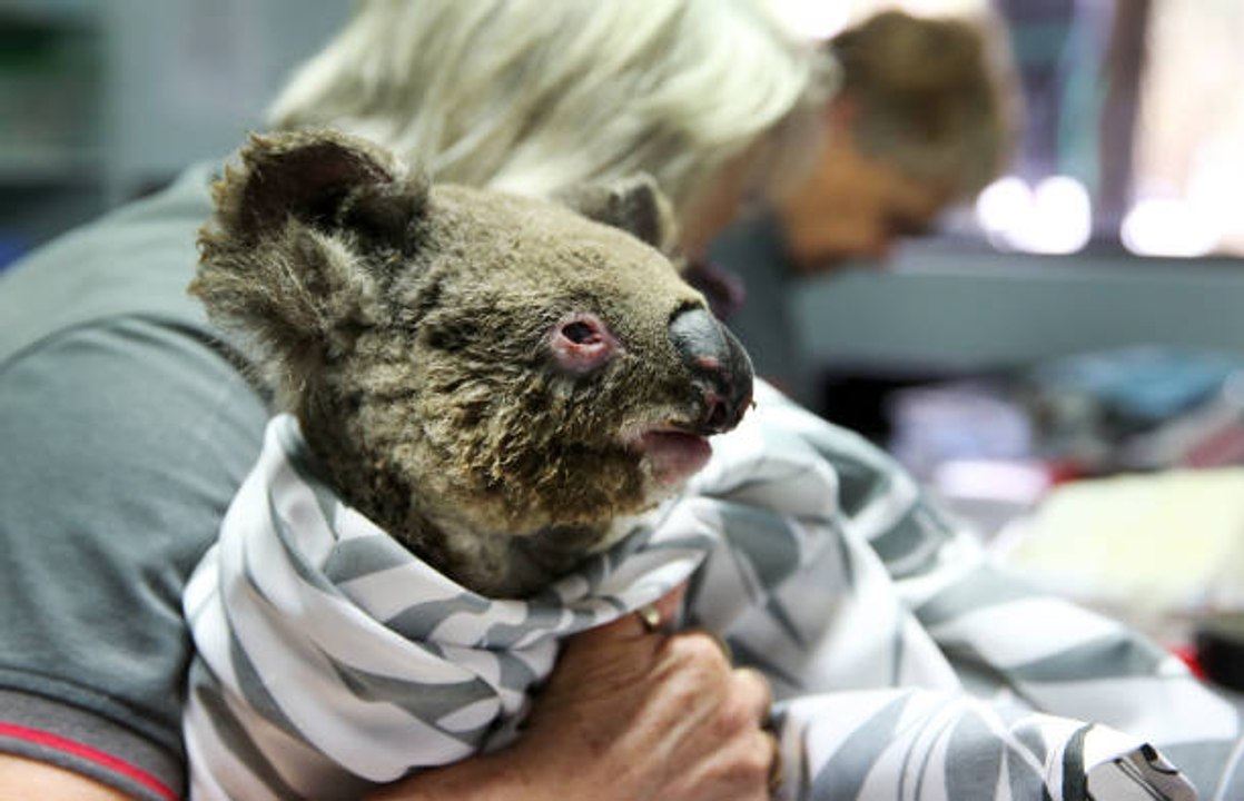 Fast eine halbe Milliarde Tiere wurden bei den Bränden in Australien getötet