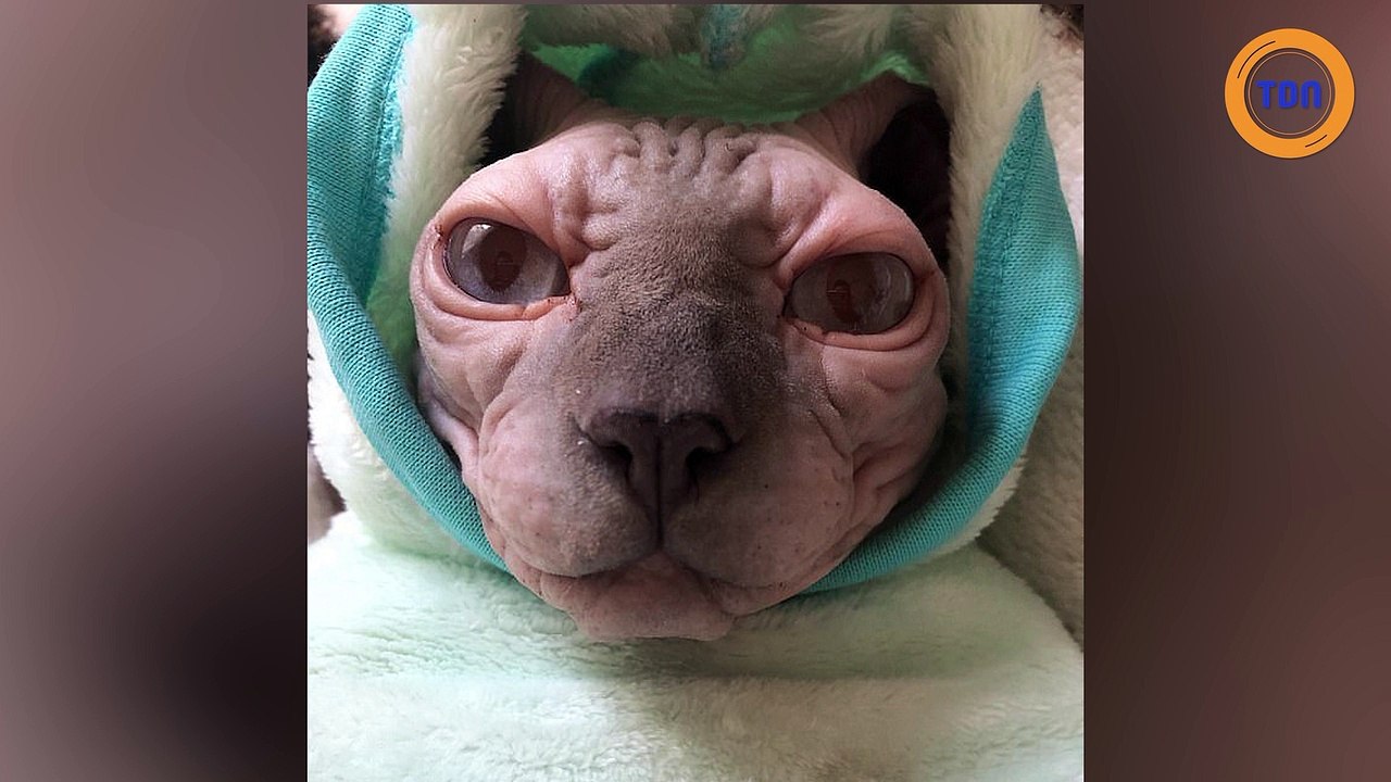 Ce chat sphynx obèse est le chouchou des réseaux sociaux